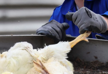 Kosova e ndalon importin e shpezëve dhe produkteve të tyre nga Hungaria dhe Italia