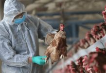 Koreja e Jugut zbulon grip shpendësh me patogjenitet të lartë