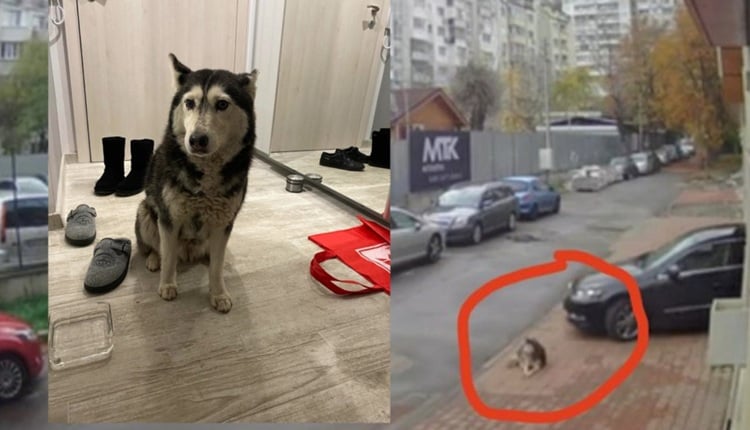 aktakuze-kunder-mjekut-maqedonas-qe-e-shkeli-qenin-ne-sofje-bullgari