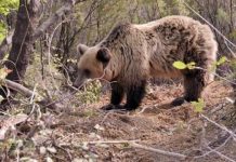 Arusha e sulmon banorin në Dollnen