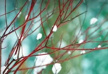 DPHM: Më ftohtë në Krushevë, më ngrohtë në Gjevgjeli