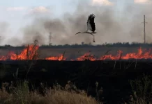 Ukraina akuzon Rusinë për ekocid