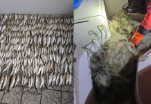 Inspektorati konfiskoi rrjeta të paligjshme dhe peshq në Liqenin e Ohrit