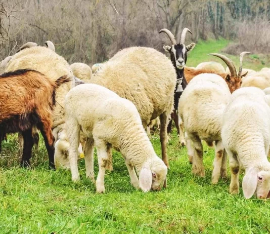 Kosova ndalon importin e deleve dhe dhive nga Maqedonia e Veriut