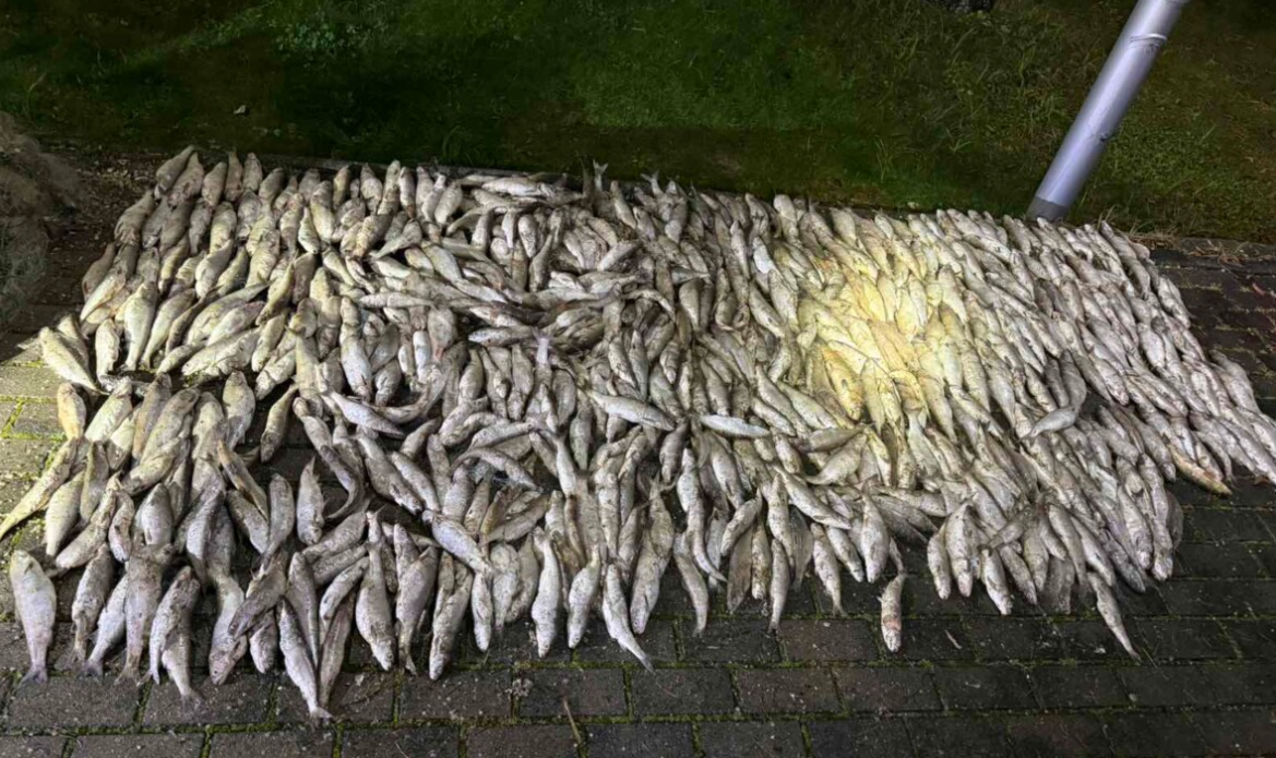 Arrestohen dy peshkatarë në Ohër  Policia sekuestroi 106 kg peshk dhe 6 rrjeta peshkimi