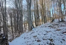 Arrestohen prerës ilegalë të druve! Autoritetet paralajmërojnë: “Nuk ka të paprekshëm”