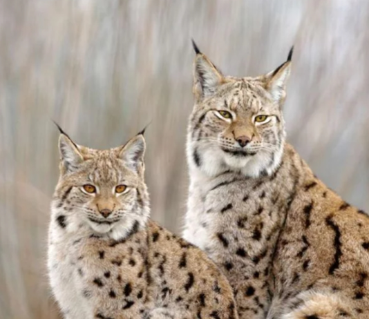 “Eko Svest”: “Ura e Boshkut” kërcënon mbijetesën e rrëqebullit të Ballkanit