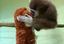 Nga tragjedia në triumf: Historia prekëse e Delfinës, shimpanzesë që u shpëtua nga mbytja në Shkup