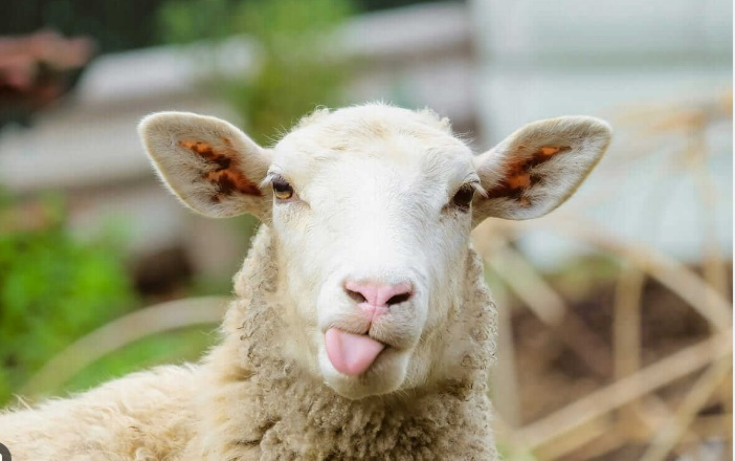 auv-lija-e-deleve-dhe-dhive-konfirmohet-ne-kater-ferma