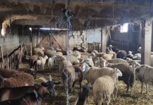 Kopeja u zvogëlua nga 300 në 50 dele! Blegtori: Pa subvencione, ushqimi i bagëtive bëhet i vështirë