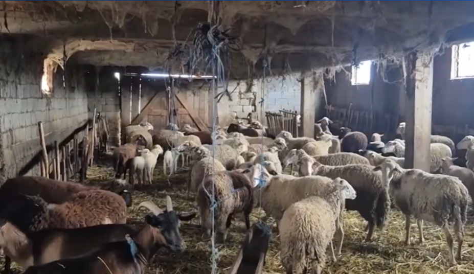Kopeja u zvogëlua nga 300 në 50 dele  Blegtori  Pa subvencione  ushqimi i bagëtive bëhet i vështirë