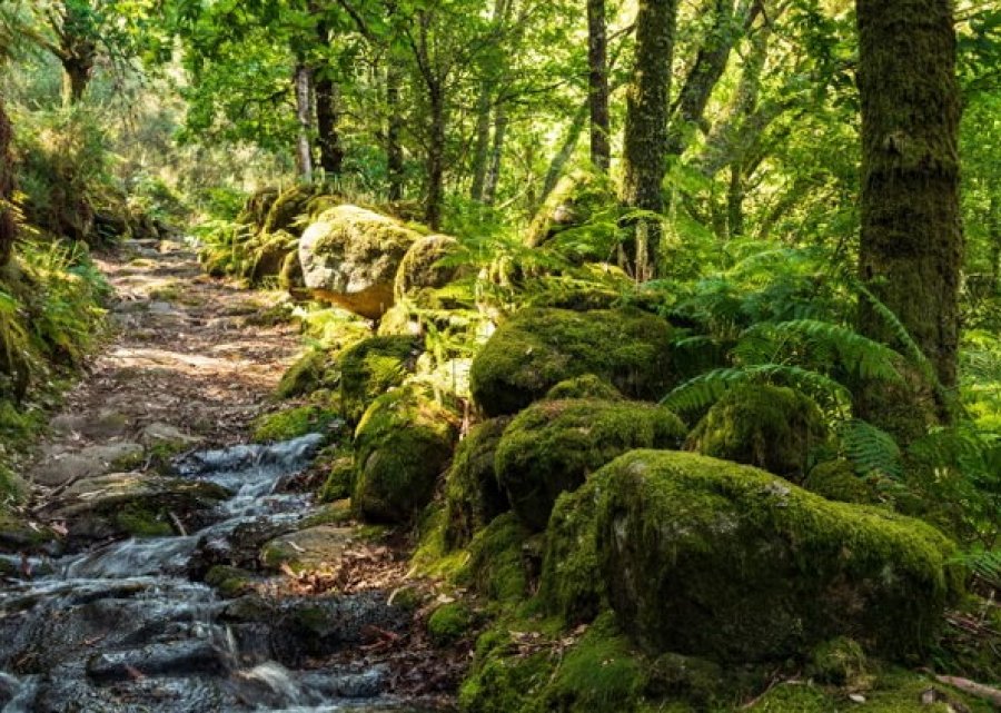 Gjykata e BE së gjobit Portugalinë me 10 milionë euro  Shkeli ligjet për mbrojtjen e biodiversitetit