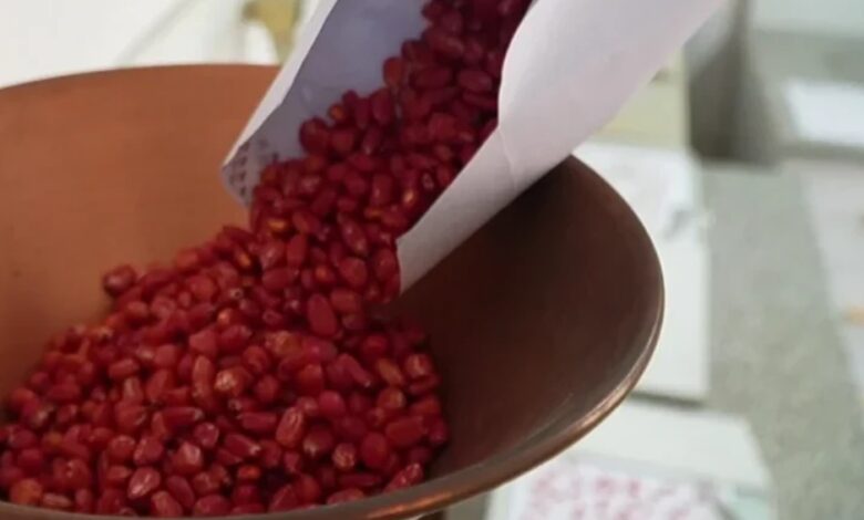 Skandal me farat nga Serbia  Fermerët në Shqipëri marrin vetëm gjethe  jo misër