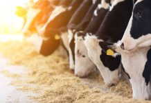 Lopët kalojnë “ilegalisht” kufirin: 6 lopë nga Maqedonia ndalohen në Bullgari