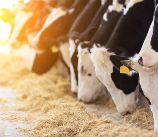 Lopët kalojnë “ilegalisht” kufirin: 6 lopë nga Maqedonia ndalohen në Bullgari