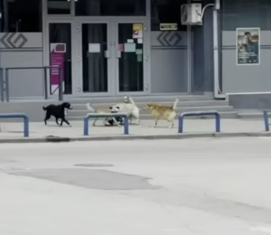 Kumanovarët të rrezikuar nga qentë endacak, komuna nuk ka mjete për ndërtimin e strehimores