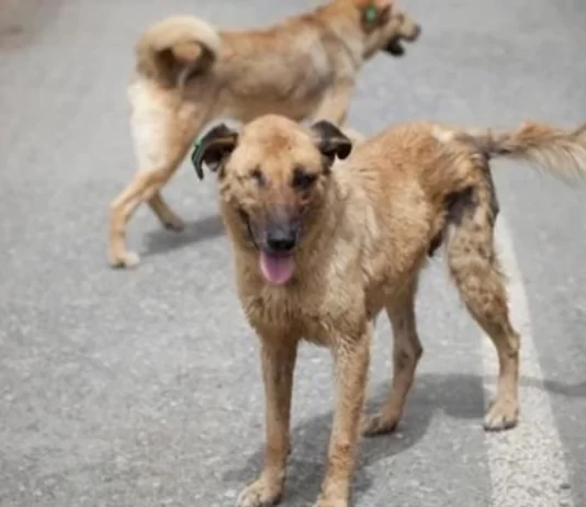 Sulmet nga qentë endacakë në Shkup po shtohen, qytetarët ankohen për pasiguri në qytet