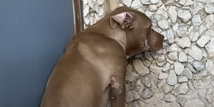 zbardhet-rasti-i-organizimit-te-perleshjeve-me-qene-ne-kamnjan-arrestohet-edhe-nje-person