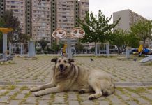 Qyteti i Shkupit pagoi 750 mijë euro për sulmet nga qentë endacakë