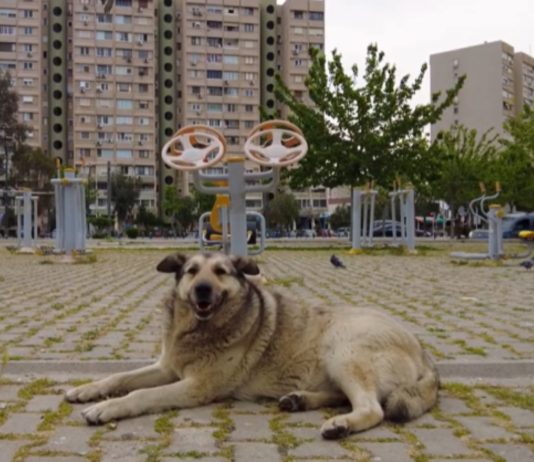 Qyteti i Shkupit pagoi 750 mijë euro për sulmet nga qentë endacakë