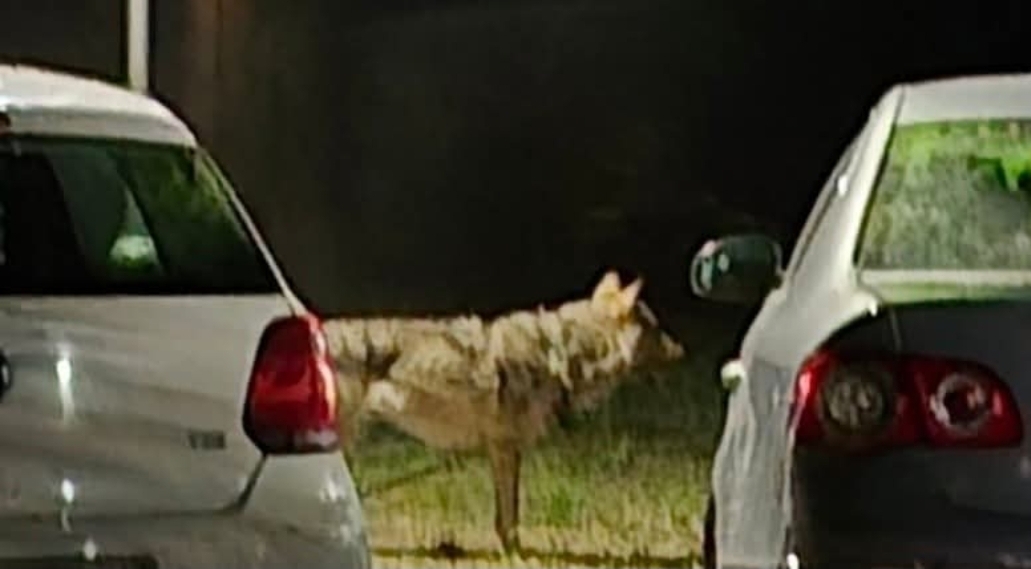 Ngjarje e pazakontë në Shkup  Policia kap ujkun në mes të qytetit dhe e lidhin për një shtylle  pritet ekipi i Kopshtit Zoologjik