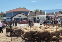 Nis shitja e kurbanëve! Çmimet lëvizin nga 200 deri në 400 euro