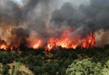 Arrestohet një banor i Shkupit, dyshohet se ka shkaktuar zjarr në rrethinën e qytetit