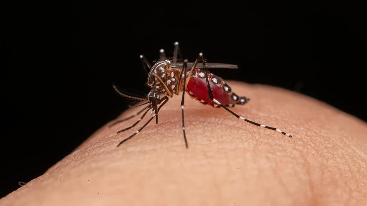 Maqedonia e Veriut regjistron rastin e parë të virusit Zika: Pacienti u infektua në Maldive 
