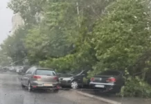 Stuhi e fuqishme godet Shkupin, drunj të rrëzuar dëmtojnë automjete në disa lagje