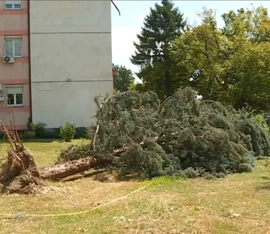 6 ditë pas stuhisë, Shkupi ende i mbuluar nga pemët rrëzuara