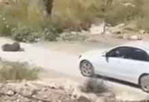 Vajza e gruas të arrestuar në Ulqin: Qeni i Sharrit na sulmoi dhe mbyti qenin tonë