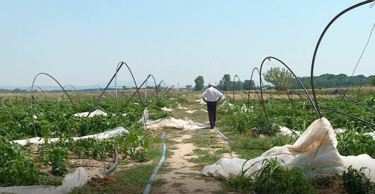 Të ujitet në orët e natës dhe orët e hershme të mëngjesit  që të parandalohet tronditja te rrënja e bimëve  rekomandojnë ekspertët
