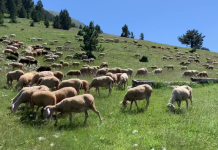 Agjencia e Ushqimit: Kafshët e prekura do të asgjësohen, vaksinimi pa autorizim do të sanksionohet
