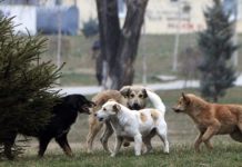 Qentë e rrugës i kushtojnë Shkupit 46 milionë denarë, brenda 6 muajve “Llajka” merr mbi 700 kallëzime për kapjen e qenve