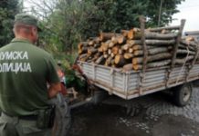 Aksion: Arrestohen dy persona pas sulmit ndaj zyrtarëve gjatë kontrollit të druve