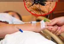 Alarm shëndetësor në Maqedoninë e Veriut: tetë viktima nga ethet e Nilit Perëndimor