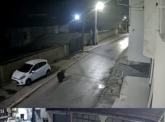 alarm-ne-doberdoll-nje-ari-shihet-per-here-te-dyte-prane-shkolles-fillore-sali-lisi