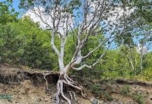 Njeriu i zhveshur” në malin Kozhuf – një rrallësi natyrore drejt Smrdlliva Vodës