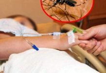 Ethet e Nilit Perëndimor marrin viktimën e 11-të në Maqedoni, 71 persona të infektuar